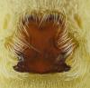 Pardosa monticola